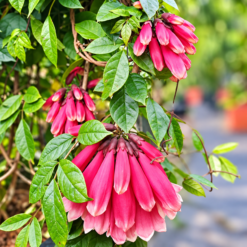 Fraser Island Creeper (Tecomanthe Hillii)