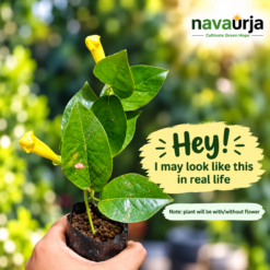 Alternative view of Cat's Claw Creeper (Dolichandra Unguis-Cati)