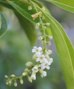 Fiddlewood (Citharexylum Spinosum)