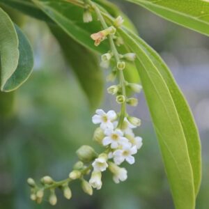 Fiddlewood (Citharexylum Spinosum)