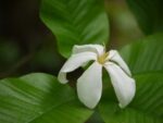 Brilliant Gardenia (Gardenia Resinifera)