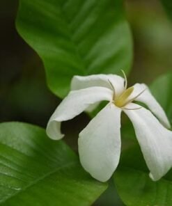 Brilliant Gardenia (Gardenia Resinifera)