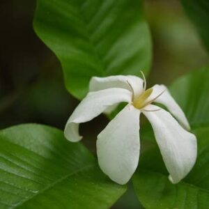 Brilliant Gardenia (Gardenia Resinifera)
