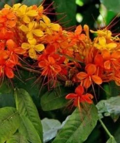 Sita Ashok Sorrowless (Saraca Asoca)