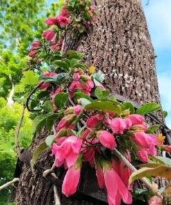 Fraser Island Creeper (Tecomanthe Hillii)