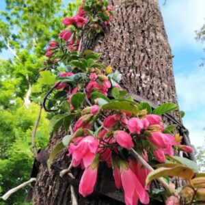 Fraser Island Creeper (Tecomanthe Hillii)