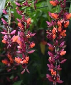 Scarlet Clock Vine Basorlata (Thunbergia Coccinea)