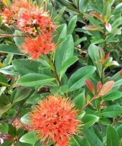 Crimson First Love Red Penda (Xanthostemon Youngii)