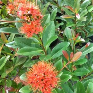 Crimson First Love Red Penda (Xanthostemon Youngii)
