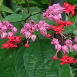 Bleeding Heart Vine (Clerodendrum x Speciosum) 'Red'