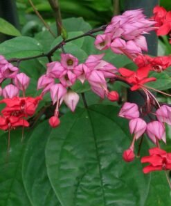 Bleeding Heart Vine (Clerodendrum x Speciosum) 'Red'