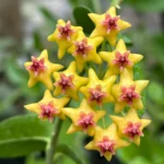 Hoya Densifolia Yellow