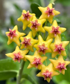 Hoya Densifolia Yellow