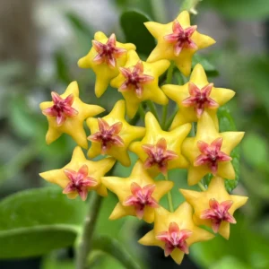 Hoya Densifolia Yellow