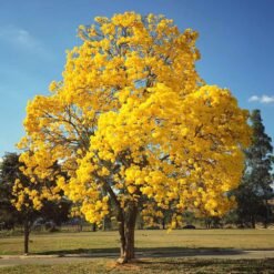 Caribbean Trumpet Tree Yellow Tabebuia (Tabebuia Argentea)