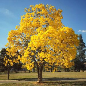 Caribbean Trumpet Tree Yellow Tabebuia (Tabebuia Argentea)