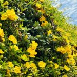 Cat's Claw Creeper (Dolichandra Unguis-Cati)