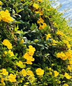 Cat's Claw Creeper (Dolichandra Unguis-Cati)