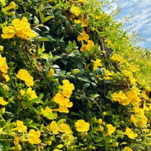 Cat's Claw Creeper (Dolichandra Unguis-Cati)