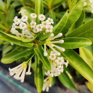 Day Blooming Jasmine (Cestrum Diurnum)
