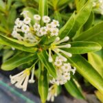 Day Blooming Jasmine (Cestrum Diurnum)