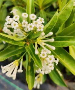 Day Blooming Jasmine (Cestrum Diurnum)