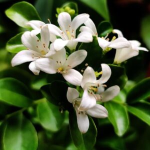 Orange Jasmine Kamini (Murraya Paniculata) 'Dwarf'