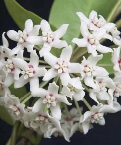 Hoya Australis