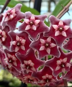 Hoya Pubicalyx