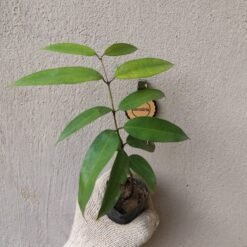 Alternative view of Nageswar (Mesua Ferra)
