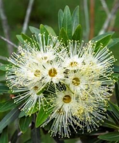 Little Penda (Xanthostemon Verticillatus)