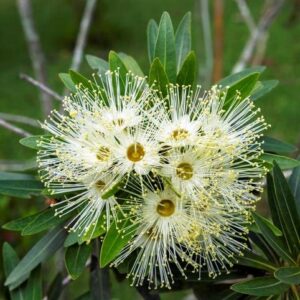 Little Penda (Xanthostemon Verticillatus)