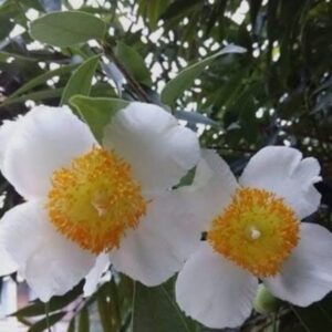 Nageswar (Mesua Ferra)
