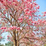 Tabebuia Rosea Pink 'Pentaphylla' Rosy Trumpet