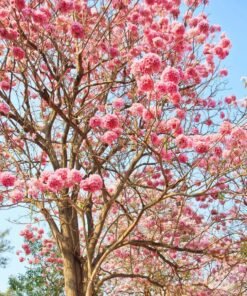 Tabebuia Rosea Pink 'Pentaphylla' Rosy Trumpet