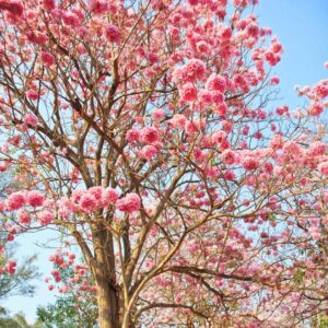 Tabebuia Rosea Pink 'Pentaphylla' Rosy Trumpet
