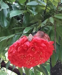 Scarlet Flame Bean (Brownea Ariza)