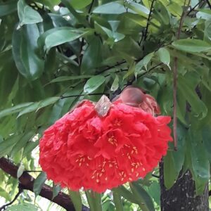 Scarlet Flame Bean (Brownea Ariza)