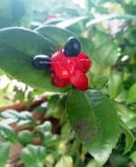 Mickey Mouse (Ochna Obtusata)