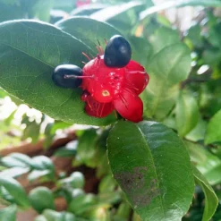 Mickey Mouse (Ochna Obtusata)