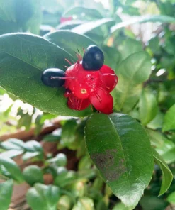 Mickey Mouse (Ochna Obtusata)