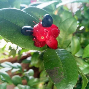 Mickey Mouse (Ochna Obtusata)