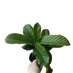 Alternative view of Easter Lily Vine (Beaumontia Grandiflora)
