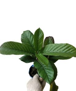 Alternative view of Easter Lily Vine (Beaumontia Grandiflora)