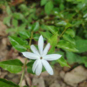 Downy Jasmine Kunda 'Pink'
