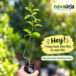 Alternative view of Australian Gold Vine (Tristellateia Australis)