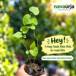 Alternative view of Coral Vine (Antigonon Leptopus)