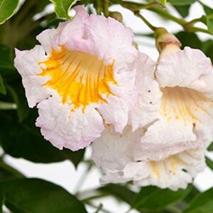 Asian Bell (Radermachera Summerscent)