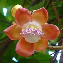 Cannonball (Couroupita Guianensis)