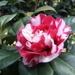 Camellia
